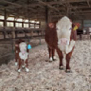 Meet your Posher, Stella